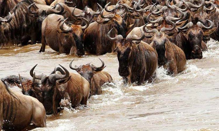 Great Migration river crossing Serengeti National Park Tanzania 750x450 1