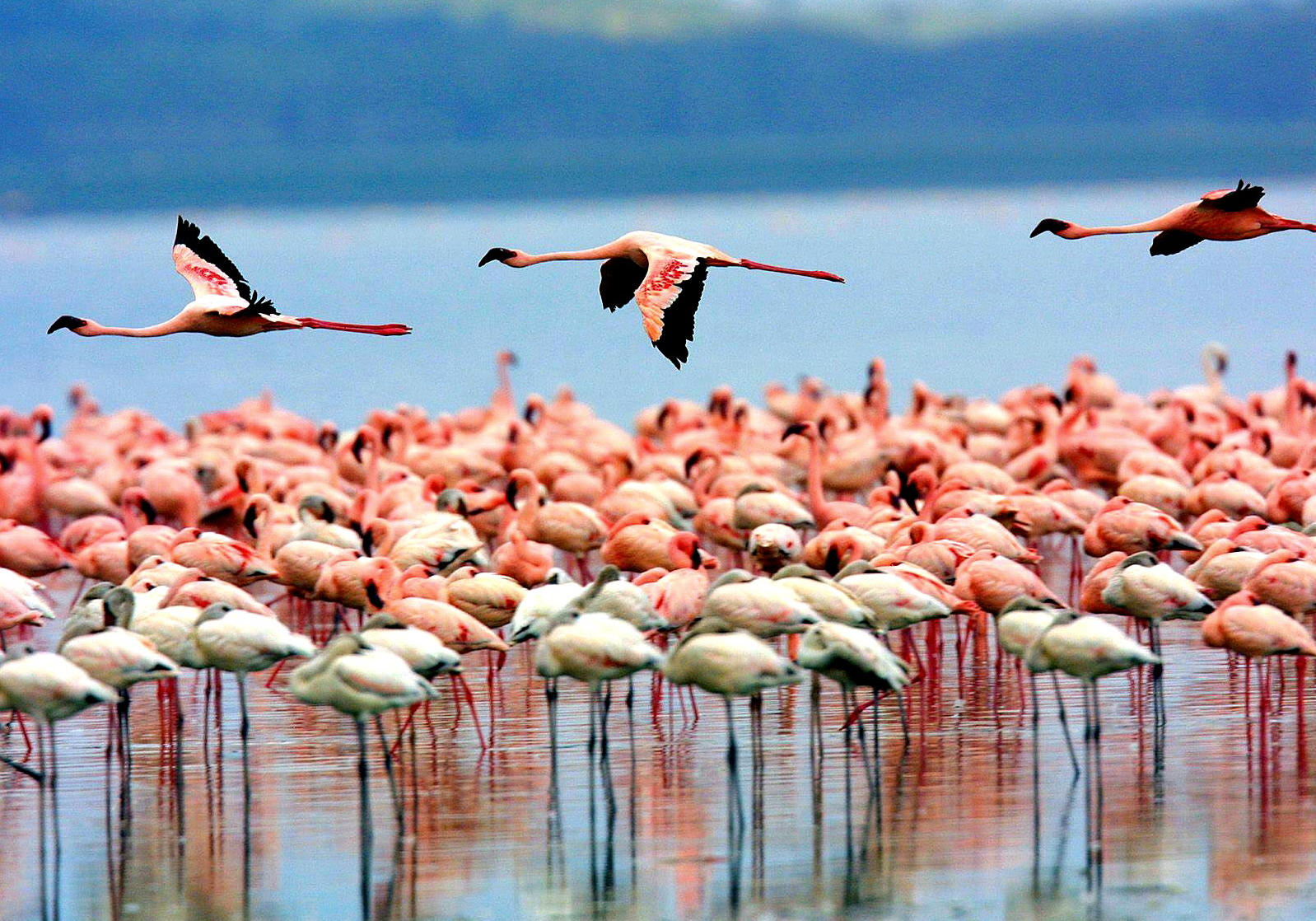 Lake Manyara 1