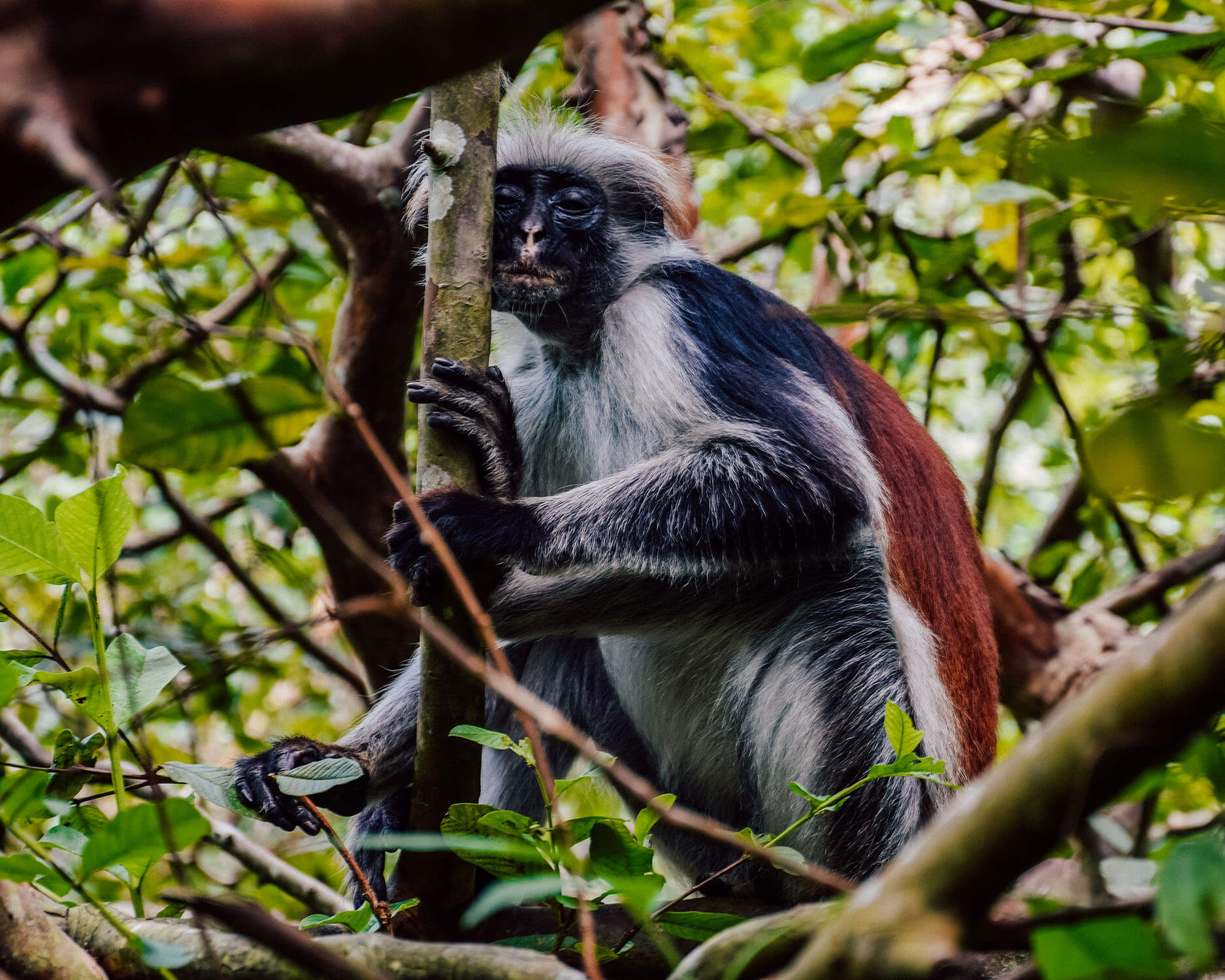 Jozani Forest Visit – See the Rare Zanzibar Red Colobus Monkeys