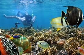 Snorkeling Diving at Mnemba Atoll