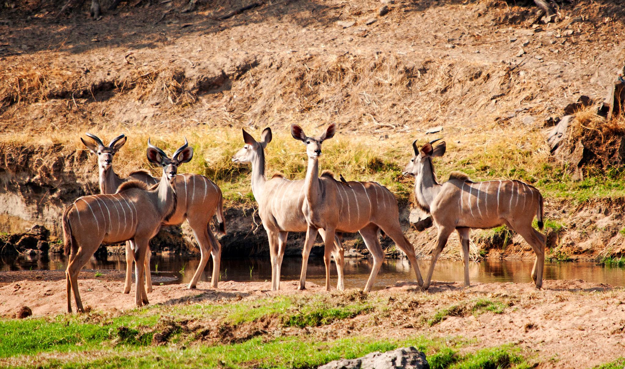 kudus ruaha featured